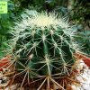 Echinocactus_ grusonii _c1